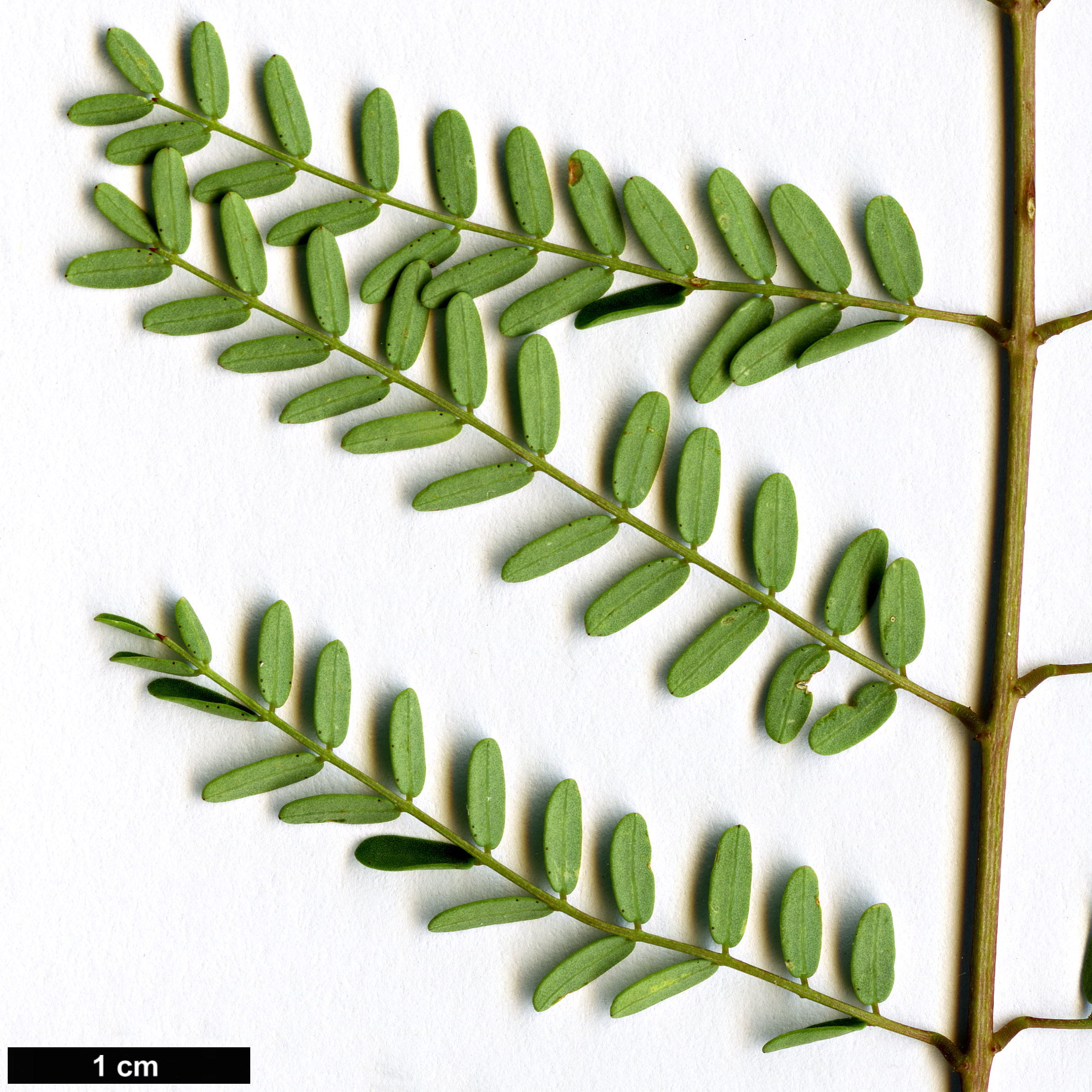 High resolution image: Family: Fabaceae - Genus: Erythrostemon - Taxon: gilliesii